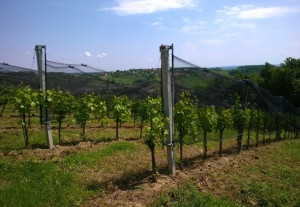 vineyard 1